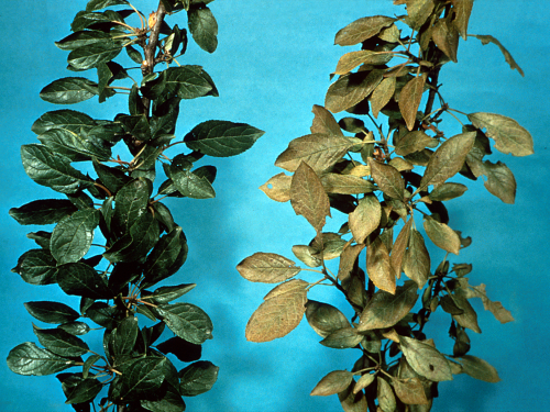  Healthy foliage on left. Damaged foliage on right shows bronzing. 