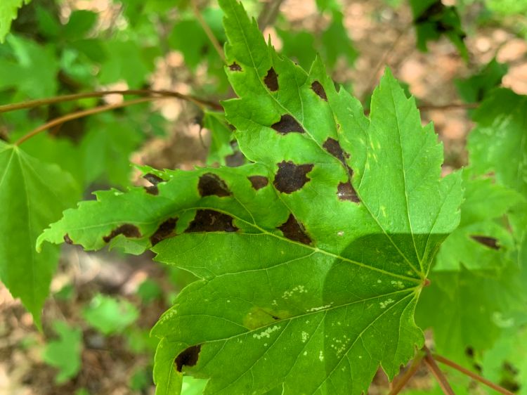 Anthracnose lesions on a red maple leaf