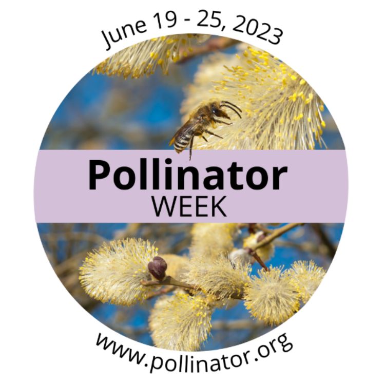 A photo of a bee on a flowering bush with the words: Pollinator Week. June 19-25, 2023. www.pollinator.org