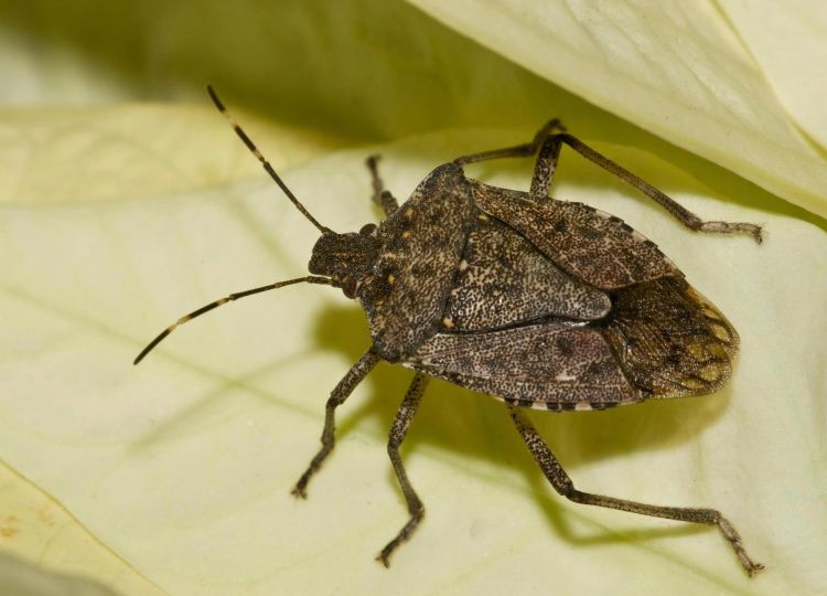 Scout for brown marmorated stink bugs during harvest in 2017. Photo by Susan Ellis, Bugwood.org.