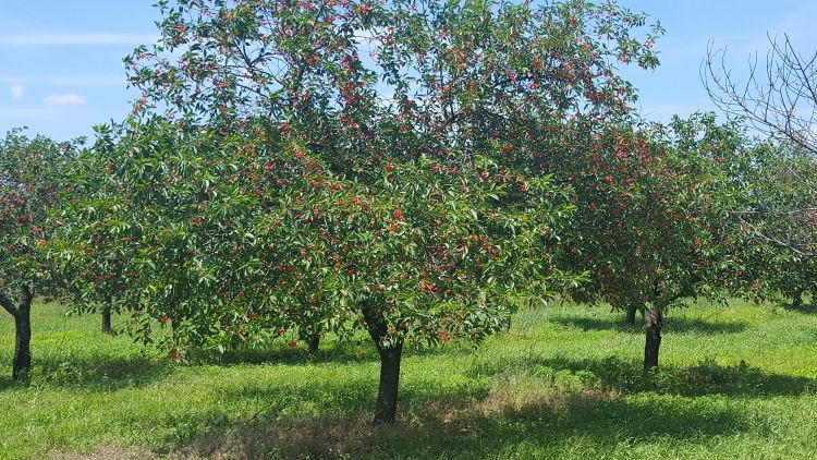 The hot weather moved fruit quickly. Most of the cherries in southwest Michigan turned red over the hot weekend.