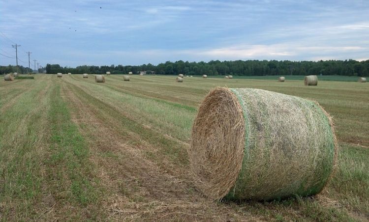 Anyone seeking hay to buy can go to The Michigan Hay Sellers List and search for the specific hay and bale type they desire.