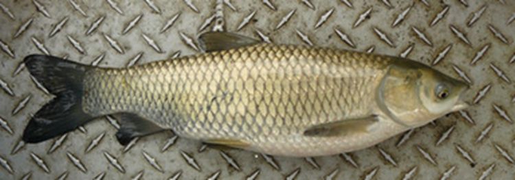 Figure 1 – Grass carp is one of the nonindigenous species for which information is updated in TM161-c.
