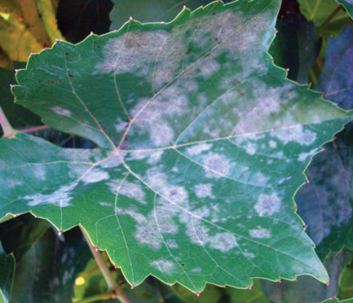  Powdery mildew can infect all green tissue and give them a whitish gray, powdery appearance. 
