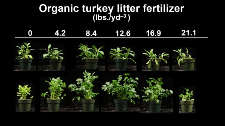 This chart shows common sage (top row) and cilantro (bottom row) fertilized with 0 to 21.1 pounds of organic turkey litter fertilizer.