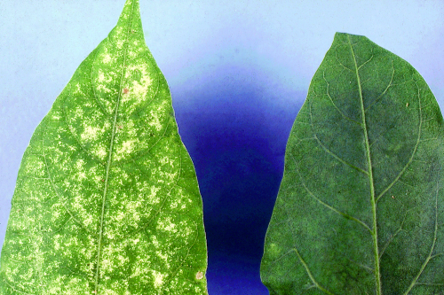  Leaves become speckled (damaged leaf on left, healthy on right). 