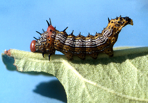 Larva is yellow with a red head and is lined with orange, black and white stripes. Black tubercles arise from the back and a large, reddish hump on the top of the first abdominal segment. 