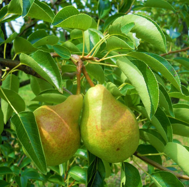 Pears are harvested before they turn yellow while they are still hard and green to ripen off the tree. Photo credit: Mark Longstroth, MSU Extension