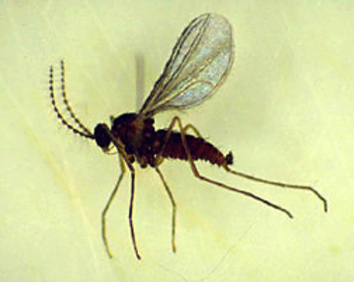 Adult is a tiny, dark brown fly. 