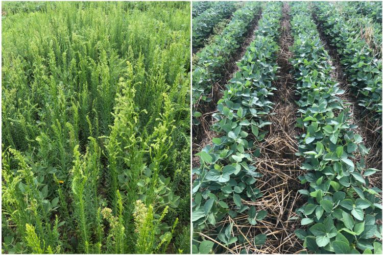 Horseweed growing in soybean field with and without cover crops
