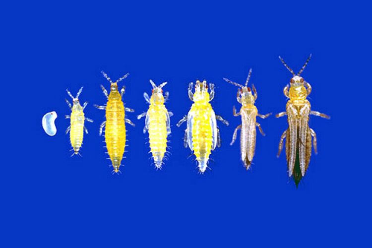 Photo 1. Lifecycles of the western flower thrips. Source: University of Florida Extension