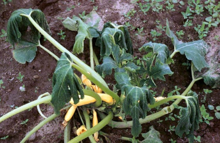 Yellow squash plant with wilt cause by P. capsici infection.