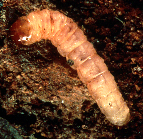  Larva is creamy-white to pink with a hardened, reddish head. 