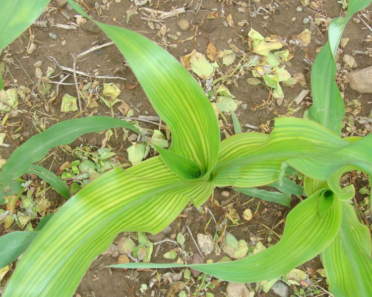Striped corn in Ingham County, Michigan, 2015.
