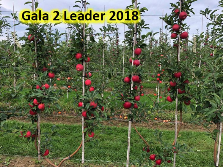 Two-leader Gala apple trees