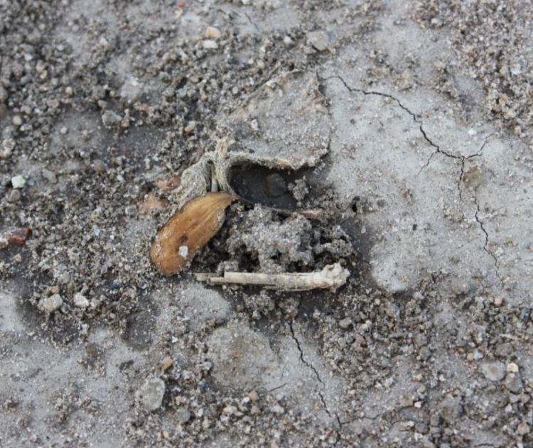 Soybean seedling killed by one of the soil-borne diseases Pythium or Phytophthora.