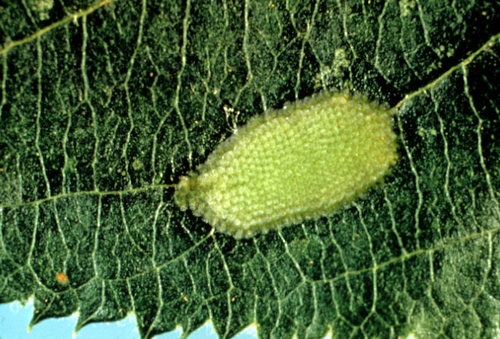  The green eggs are laid in masses on upper leaf surfaces. 