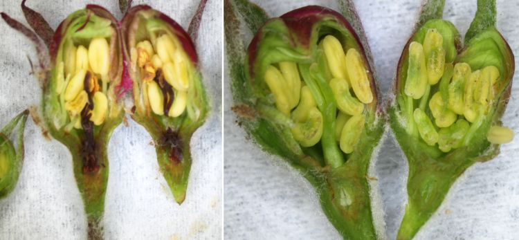 Injury and no injury to apple pistil and flower