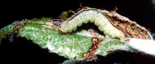 The larva is a green inchworm. Late instars have a dark, reddish-brown dorsal midline.