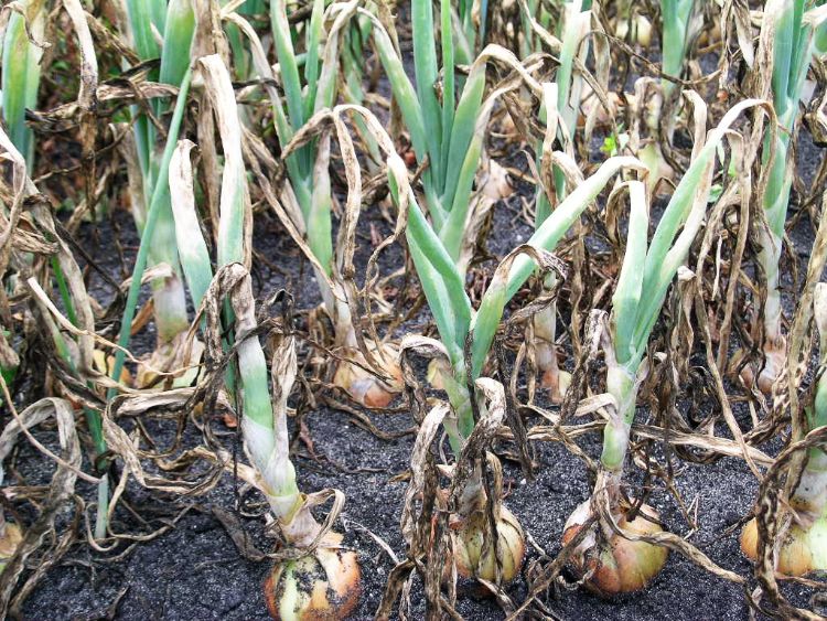 Death of foliage of onions infected with downy mildew. All photos: Mary Hausbeck, MSU