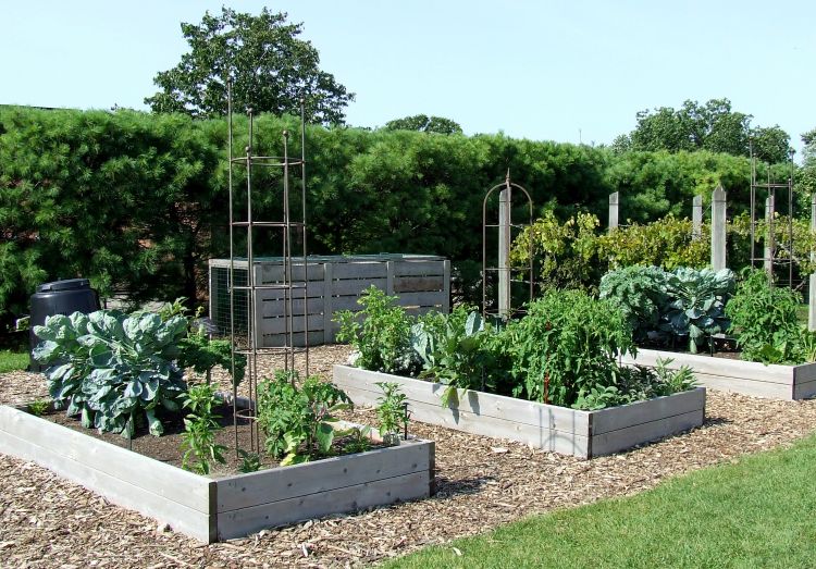 A smart vegetable raised bed with walking paths in between. All photos: Rebecca Finneran, MSU Extension