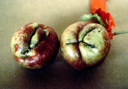 Flowers and fruit may be distorted and discolored from feeding.