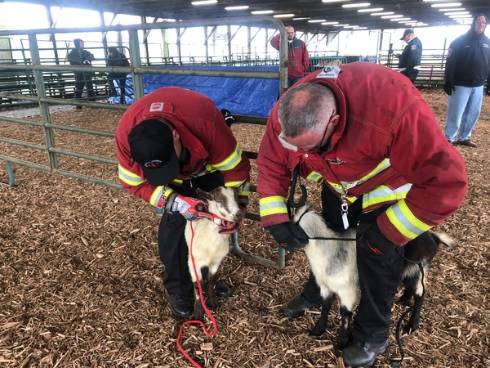 Firefights learning how to handle goats.