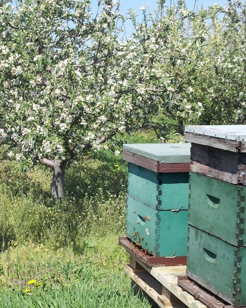 Honey bee hives in an apple orchard during bloom. Photo credit: Julie Williamson.