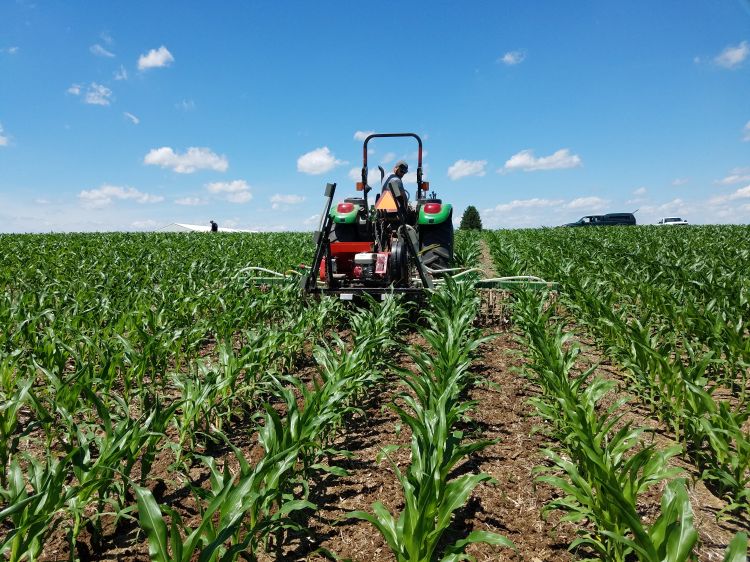 Interseeding cover crops into standing corn