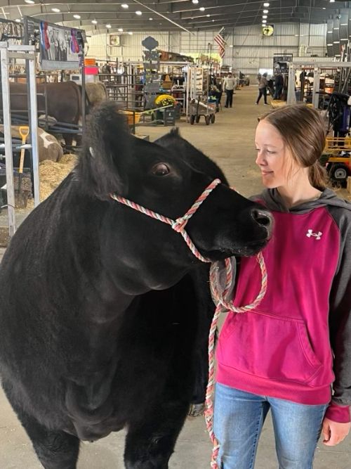 A girl in a pink sweatshirt holding the halter of a black steer.