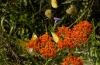 Butterflies on a butterfly weed