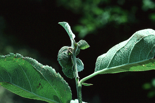 Leaves of Mutsu apples may develop a mid-vein necrosis.