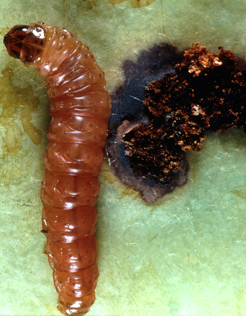  The pinkish larva has a black head and brown thoracic shield. 