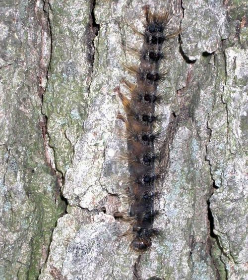 Gypsy moth caterpillar infected with Entomophaga.
