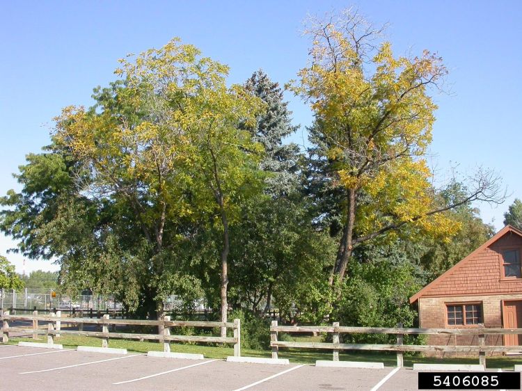 Look out for unusual wilting or death of otherwise healthy black walnut trees. Photo dredit: Ned Tisserat, Colorado State University