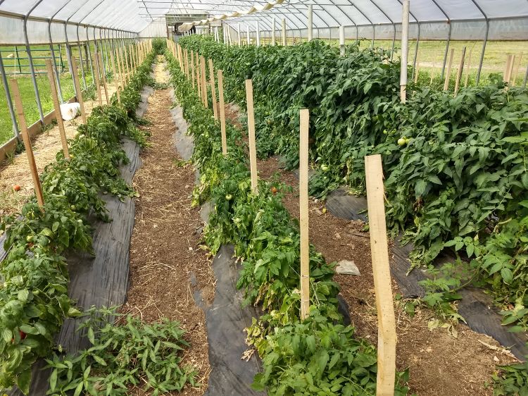 Grafted tomatoes in hoophouse