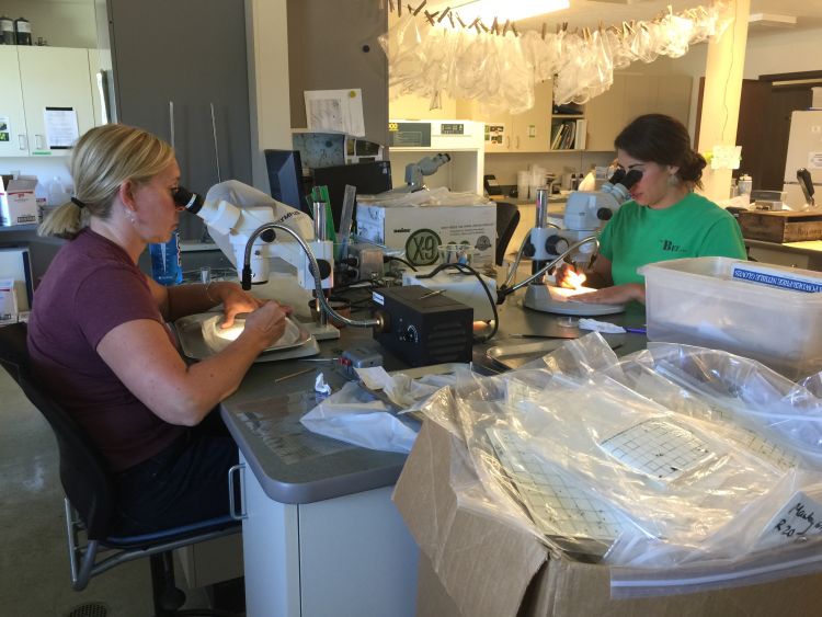 Nikki Rothwell (left) examines SWD larvae