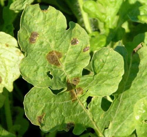 Gummy stem blight symptoms on watermelon (vines) leaves. Photo credit: Don Ferrin, Louisiana State University Agricultural, Bugwood.org
