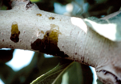 Adults may feed through the bark causing sap to ooze.