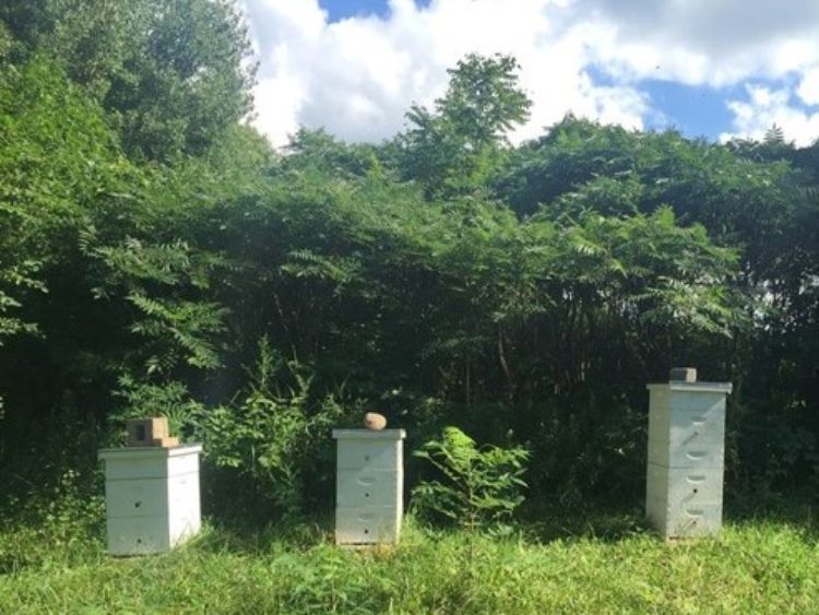 Three honey bee hives.