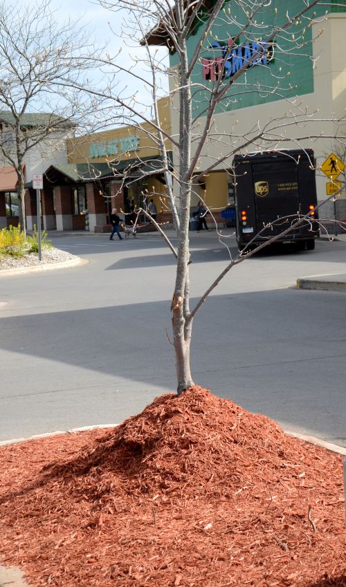 A “mulch volcano” around the base of a tree. Trees should have a 6-inch, mulch-free ring around them. Photo by Duke Elsner, MSU Extension.