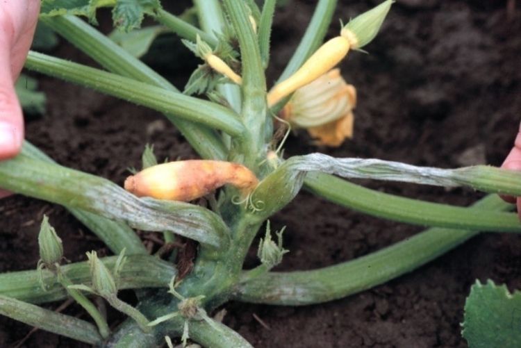 Phytophthora infected summer squash causing white spores and water soaking.
