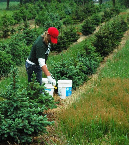 Soil and nutrient foliar tests will help you to improve growth and quality of nursery stock and Christmas trees. All photos by Bert Cregg, MSU