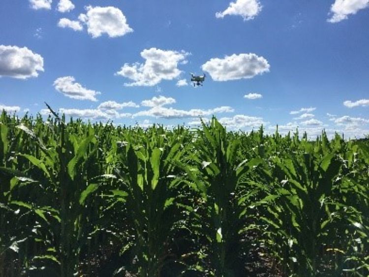 Drone over corn.
