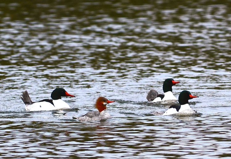 Common Mergansers, found to be the most prevalent host of the swimmer’s itch on northern Michigan lakes, swimming on Glen Lake. (Photo:  Rob Karner)