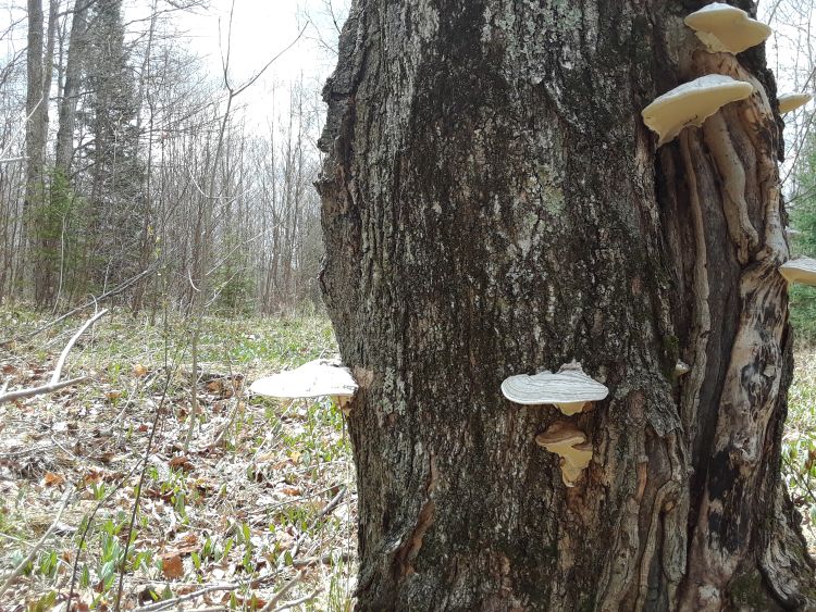 Artist’s Conk (Ganoderma applanatum) fungi in a sugar maple. (Photo by MSU Extension)