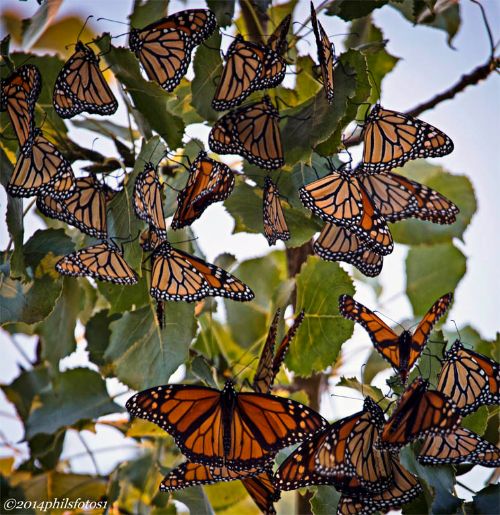 Monarch butterflies massing at Tawas Point this September during their migration. Photo credit: Phil Odum