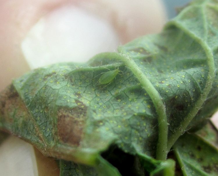 A wingless aphid on hop. Photo by Erin Lizotte, MSU Extension