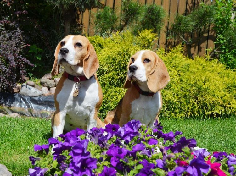 Beagles in a garden