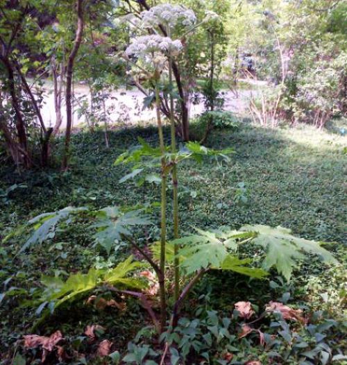 Mature giant hogweed plant from the side. Photo credit: Angela Tenney, MSU Diagnostic Services